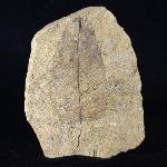 Carya serrifolia (GOEPPERT) - Bild © FossNet FossilienStore